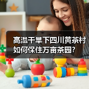 高温干旱下四川黄茶村如何保住万亩茶园?(图1) 高温干旱下四川黄茶村如何保住万亩茶园?(图1)