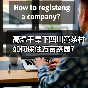 高温干旱下四川黄茶村如何保住万亩茶园?(图4) 高温干旱下四川黄茶村如何保住万亩茶园?(图4)