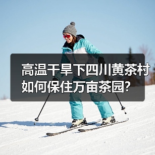 高温干旱下四川黄茶村如何保住万亩茶园?(图2) 高温干旱下四川黄茶村如何保住万亩茶园?(图2)