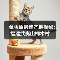 金骏眉最佳产地探秘:福建武夷山桐木村(图2) 金骏眉最佳产地探秘:福建武夷山桐木村(图2)