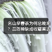 名山早春茶为何总晚来?品质稀缺成收藏首选(图1) 名山早春茶为何总晚来?品质稀缺成收藏首选(图1)