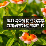 溪谷留香凭何成为高端武夷岩茶领军品牌?权威认证揭秘行业标杆(图2) 溪谷留香凭何成为高端武夷岩茶领军品牌?权威认证揭秘行业标杆(图2)