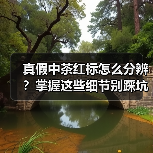 真假中茶红标怎么分辨?掌握这些细节别踩坑(图4) 真假中茶红标怎么分辨?掌握这些细节别踩坑(图4)