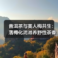 普洱茶与美人梅共生:落梅化泥滋养野性茶香(图2) 普洱茶与美人梅共生:落梅化泥滋养野性茶香(图2)