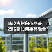 陈皮古树白茶品鉴：自然馈赠如何完美融合？（图4）