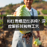 祁红香螺是红茶吗?深度解析其独特工艺(图4) 祁红香螺是红茶吗?深度解析其独特工艺(图4)