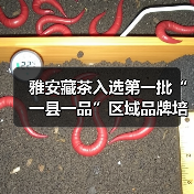 雅安藏茶入选第一批“一县一品”区域品牌培育工程(图4) 雅安藏茶入选第一批“一县一品”区域品牌培育工程(图4)