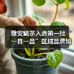 雅安藏茶入选第一批“一县一品”区域品牌培育工程(图3) 雅安藏茶入选第一批“一县一品”区域品牌培育工程(图3)