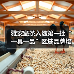 雅安藏茶入选第一批“一县一品”区域品牌培育工程(图2) 雅安藏茶入选第一批“一县一品”区域品牌培育工程(图2)