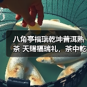 八角亭福瑞乾坤普洱熟茶 天赐福瑞礼,茶中乾坤藏 ; 品岁月陈香,启鸿运人生!(图3) 八角亭福瑞乾坤普洱熟茶 天赐福瑞礼,茶中乾坤藏 ; 品岁月陈香,启鸿运人生!(图3)