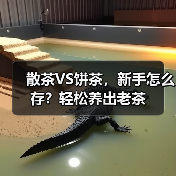 散茶VS饼茶,新手怎么存?轻松养出老茶(图2) 散茶VS饼茶,新手怎么存?轻松养出老茶(图2)