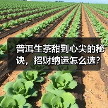 普洱生茶甜到心尖的秘诀,招财纳运怎么选?(图2) 普洱生茶甜到心尖的秘诀,招财纳运怎么选?(图2)