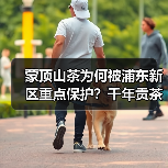 蒙顶山茶为何被浦东新区重点保护?千年贡茶背后的商标守护之路(图1) 蒙顶山茶为何被浦东新区重点保护?千年贡茶背后的商标守护之路(图1)