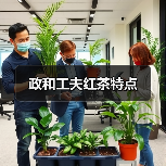 政和工夫红茶特点
