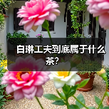 白琳工夫到底属于什么茶？（图2）
