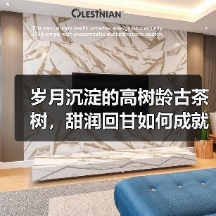 岁月沉淀的高树龄古茶树,甜润回甘如何成就茶中稀世瑰宝?(图4) 岁月沉淀的高树龄古茶树,甜润回甘如何成就茶中稀世瑰宝?(图4)