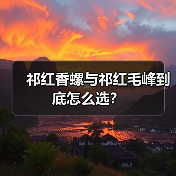 祁红香螺与祁红毛峰到底怎么选？（图4）