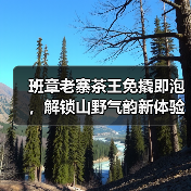 班章老寨茶王免撬即泡，解锁山野气韵新体验（图4）