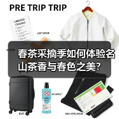 春茶采摘季如何体验名山茶香与春色之美？（图3）