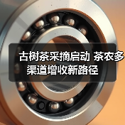 古树茶采摘启动 茶农多渠道增收新路径（图1）