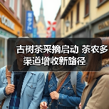 古树茶采摘启动 茶农多渠道增收新路径（图2）