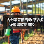 古树茶采摘启动 茶农多渠道增收新路径（图4）
