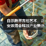 白茶跨界吉他艺术，正安茶博会释放产业新活力（图2）