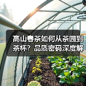 高山春茶如何从茶园到茶杯？品质密码深度解析（图2）