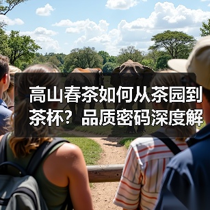 高山春茶如何从茶园到茶杯？品质密码深度解析（图4）