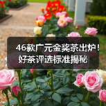 46款广元金奖茶出炉！好茶评选标准揭秘（图4）