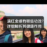 滇红金螺有哪些功效？详细解析其健康作用（图2）