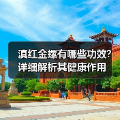 滇红金螺有哪些功效？详细解析其健康作用（图3）