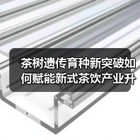 茶树遗传育种新突破如何赋能新式茶饮产业升级（图1）