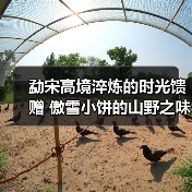 勐宋高境淬炼的时光馈赠 傲雪小饼的山野之味（图2）