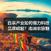 白茶产业如何借力科技品牌崛起？南涧农旅融合共绘振兴蓝图（图1）