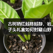 古树晒红越陈越醇，岩子头礼盒如何封藏山野岁月？（图2）