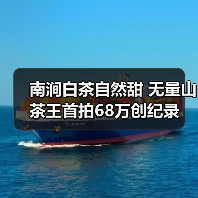 南涧白茶自然甜 无量山茶王首拍68万创纪录(图1) 南涧白茶自然甜 无量山茶王首拍68万创纪录(图1)