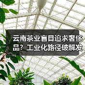 云南茶业盲目追求奢侈品?工业化路径破解发展困局(图2) 云南茶业盲目追求奢侈品?工业化路径破解发展困局(图2)