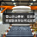 雪山茶山春景:云雾滋养甘醇茶芽如何成就春日佳品?(图1) 雪山茶山春景:云雾滋养甘醇茶芽如何成就春日佳品?(图1)