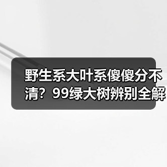 野生系大叶系傻傻分不清？99绿大树辨别全解析（图3）