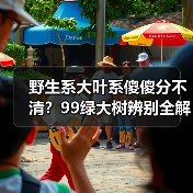 野生系大叶系傻傻分不清？99绿大树辨别全解析（图4）