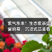 紫气东来!生态紫茶盛宴启幕,沉浸式品鉴春茶之旅(图1) 紫气东来!生态紫茶盛宴启幕,沉浸式品鉴春茶之旅(图1)