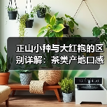 正山小种与大红袍的区别详解:茶类产地口感全对比(图3) 正山小种与大红袍的区别详解:茶类产地口感全对比(图3)