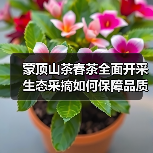 蒙顶山茶春茶全面开采 生态采摘如何保障品质(图2) 蒙顶山茶春茶全面开采 生态采摘如何保障品质(图2)
