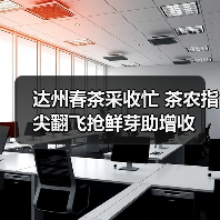 达州春茶采收忙 茶农指尖翻飞抢鲜芽助增收(图1) 达州春茶采收忙 茶农指尖翻飞抢鲜芽助增收(图1)