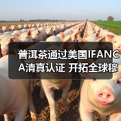 普洱茶通过美国IFANCA清真认证 开拓全球穆斯林市场(图4) 普洱茶通过美国IFANCA清真认证 开拓全球穆斯林市场(图4)
