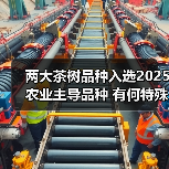 两大茶树品种入选2025农业主导品种 有何特殊优势?(图1) 两大茶树品种入选2025农业主导品种 有何特殊优势?(图1)
