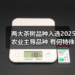 两大茶树品种入选2025农业主导品种 有何特殊优势?(图3) 两大茶树品种入选2025农业主导品种 有何特殊优势?(图3)