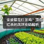 金骏眉是红茶吗?顶级红茶的风味密码解析(图2) 金骏眉是红茶吗?顶级红茶的风味密码解析(图2)