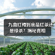 九曲红梅到底是红茶还是绿茶？揭秘真相（图4）